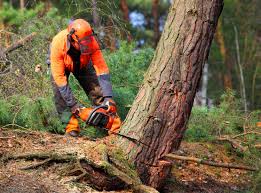 Best Tree Health Inspection  in St Peter, MN