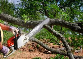 Best Lawn Dethatching Services  in St Peter, MN