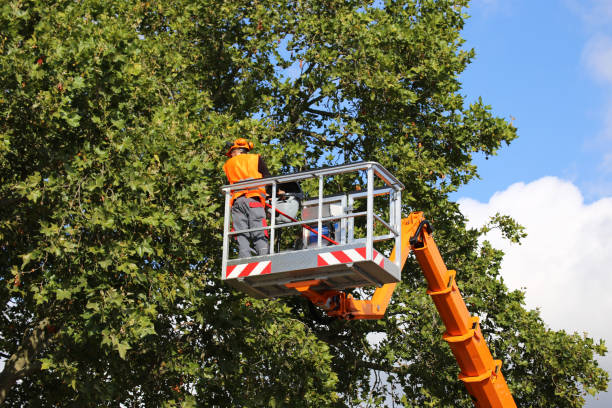 St Peter, MN  Tree Services Company