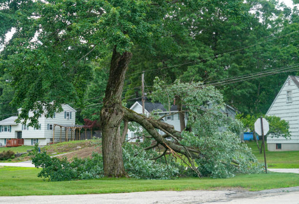 Best Hedge Trimming  in St Peter, MN