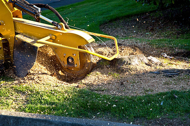 Best Tree Mulching Services  in St Peter, MN