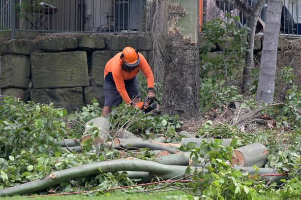 Best Residential Tree Removal  in St Peter, MN