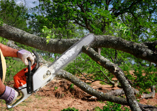 Best Tree Preservation Services  in St Peter, MN