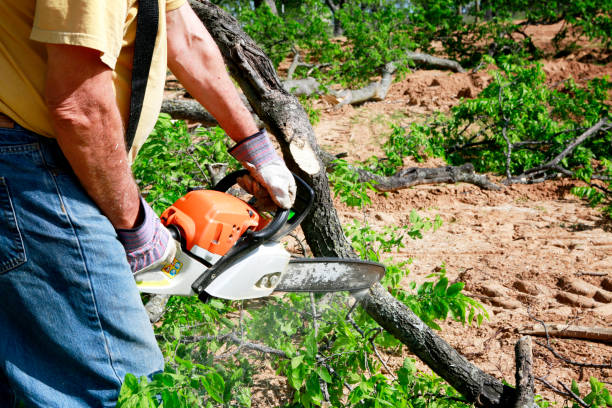 Best Seasonal Cleanup (Spring/Fall)  in St Peter, MN